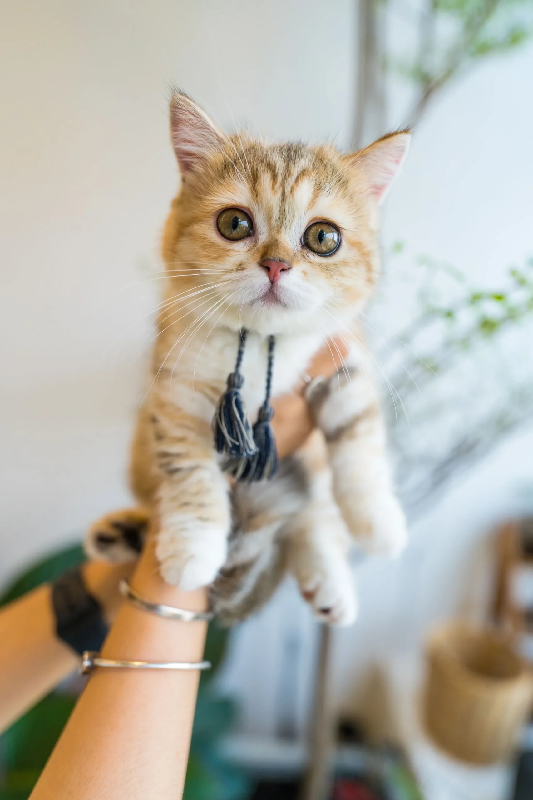 A kitten being held with care