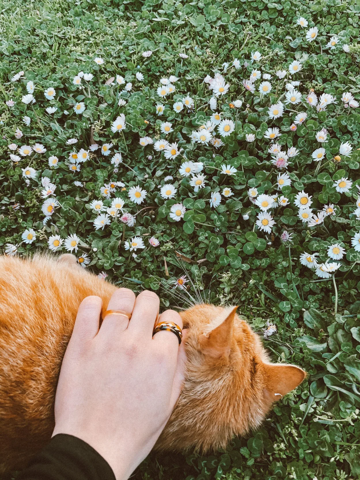 A person gently petting a cat