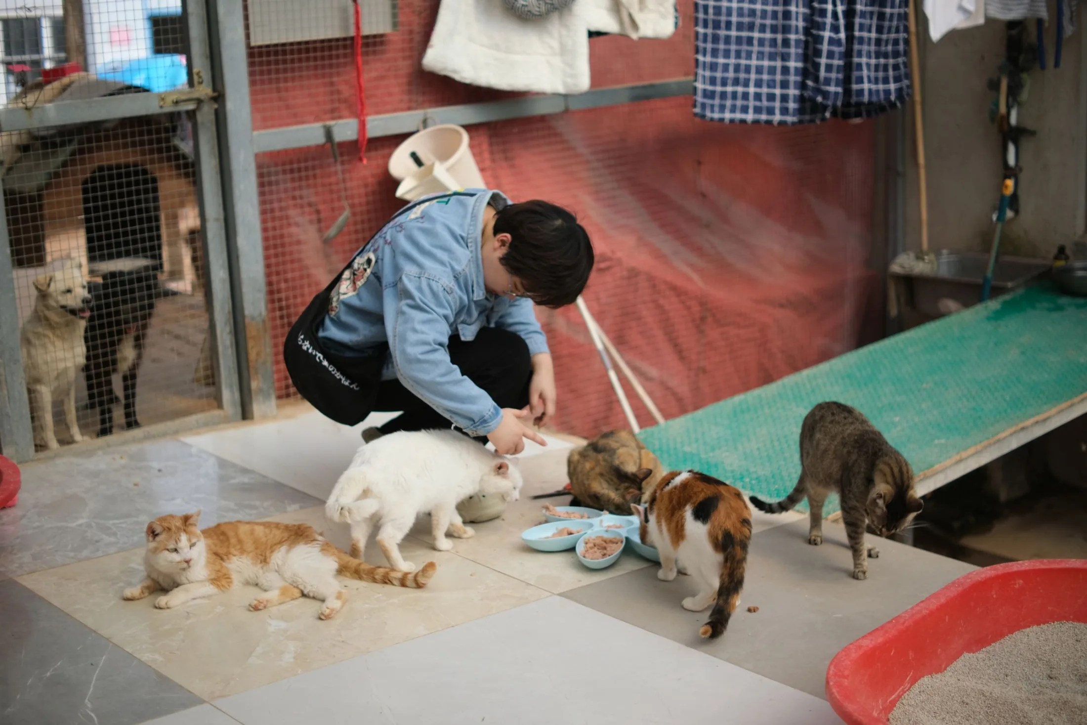 A shelter worker caring for cats