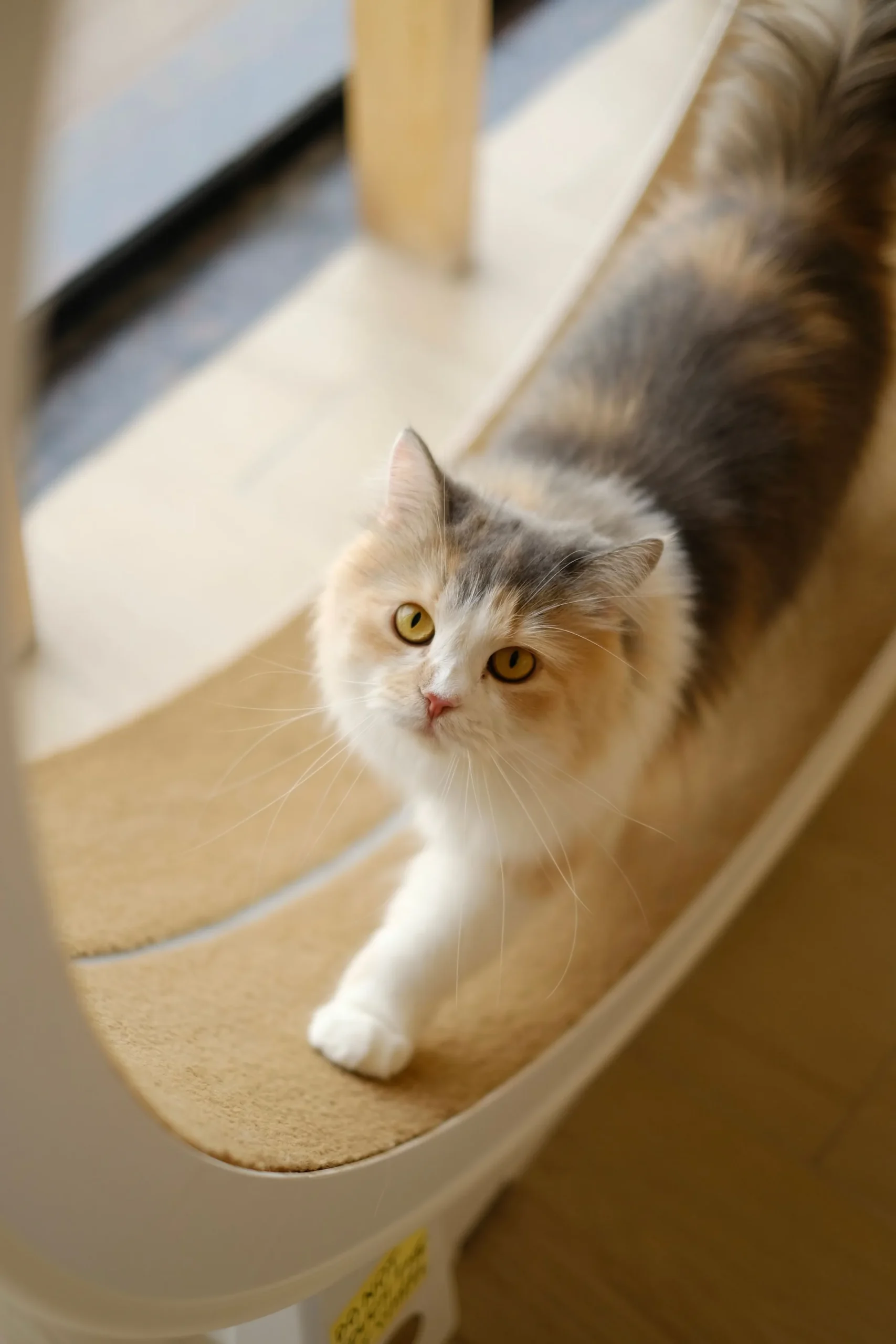A cat using an indoor scratching post