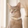 Personalized velvet cat collar in lifestyle